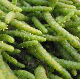 Fotografia da espécie Sarcocornia perennis subesp. perennis