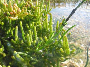 Fotografia da espécie Sarcocornia perennis subesp. perennis