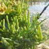 Fotografia 7 da espécie Sarcocornia perennis subesp. perennis do Jardim Botânico UTAD