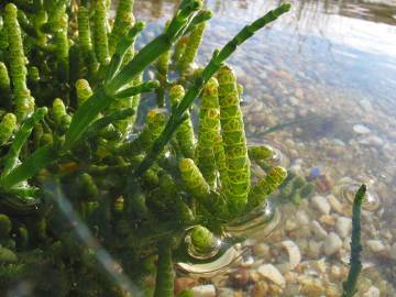 Fotografia da espécie Sarcocornia perennis subesp. perennis