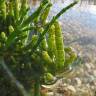 Fotografia 8 da espécie Sarcocornia perennis subesp. perennis do Jardim Botânico UTAD