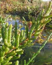 Fotografia da espécie Sarcocornia perennis