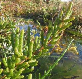 Fotografia da espécie Sarcocornia perennis subesp. perennis