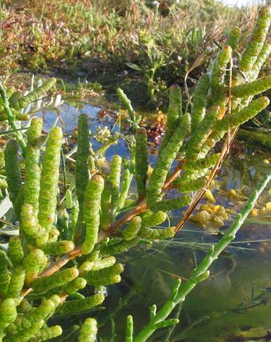 Fotografia de capa Sarcocornia perennis subesp. perennis - do Jardim Botânico