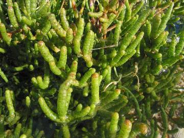 Fotografia da espécie Sarcocornia perennis subesp. perennis