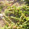 Fotografia 10 da espécie Sarcocornia perennis subesp. perennis do Jardim Botânico UTAD