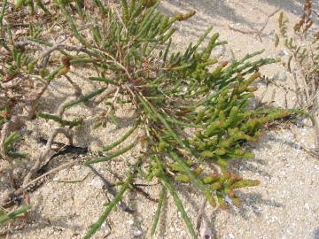 Fotografia da espécie Sarcocornia perennis subesp. perennis