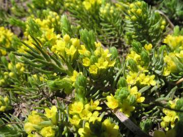 Fotografia da espécie Thymelaea coridifolia subesp. dendrobryum