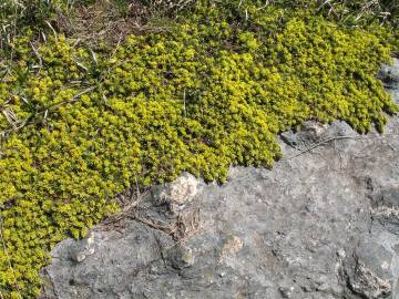 Fotografia da espécie Thymelaea coridifolia subesp. dendrobryum