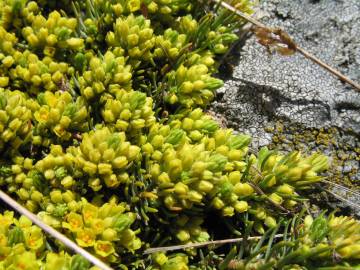 Fotografia da espécie Thymelaea coridifolia subesp. dendrobryum