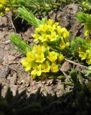 Fotografia 5 da espécie Thymelaea coridifolia subesp. dendrobryum no Jardim Botânico UTAD