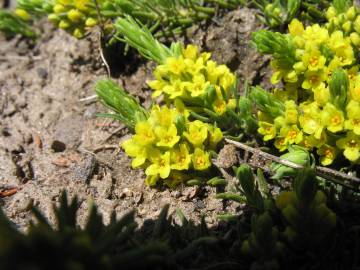 Fotografia da espécie Thymelaea coridifolia subesp. dendrobryum