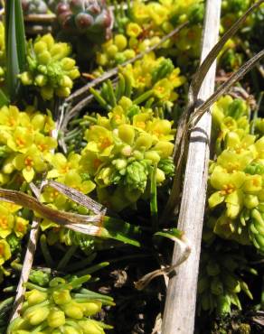 Fotografia 6 da espécie Thymelaea coridifolia subesp. dendrobryum no Jardim Botânico UTAD