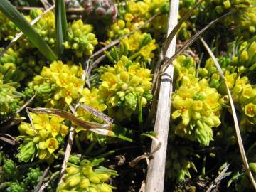 Fotografia da espécie Thymelaea coridifolia subesp. dendrobryum