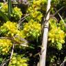 Fotografia 6 da espécie Thymelaea coridifolia subesp. dendrobryum do Jardim Botânico UTAD