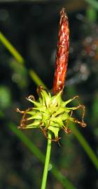 Fotografia da espécie Carex durieui