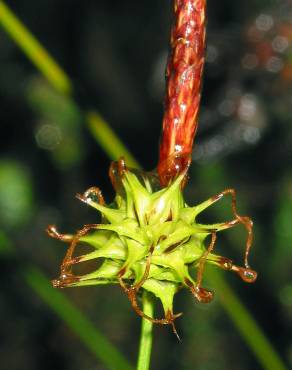 Fotografia 2 da espécie Carex durieui no Jardim Botânico UTAD