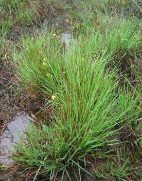 Fotografia 1 da espécie Carex durieui no Jardim Botânico UTAD