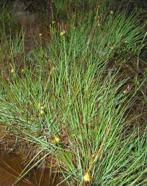 Fotografia 3 da espécie Carex durieui no Jardim Botânico UTAD