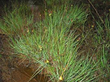 Fotografia da espécie Carex durieui