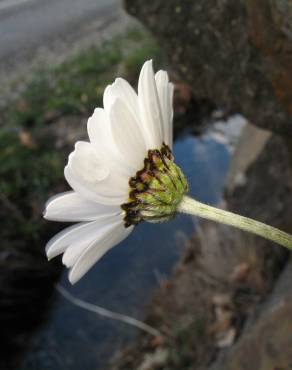 Fotografia 1 da espécie Phalacrocarpum hoffmannseggii no Jardim Botânico UTAD