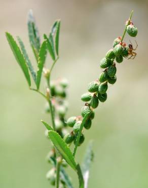 Fotografia 5 da espécie Melilotus sulcatus no Jardim Botânico UTAD