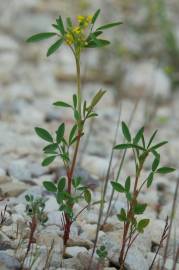 Fotografia da espécie Melilotus sulcatus