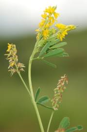 Fotografia da espécie Melilotus sulcatus