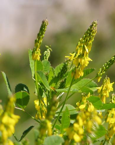 Fotografia de capa Melilotus segetalis - do Jardim Botânico