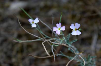 Fotografia da espécie Malcolmia littorea