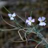 Fotografia 11 da espécie Malcolmia littorea do Jardim Botânico UTAD