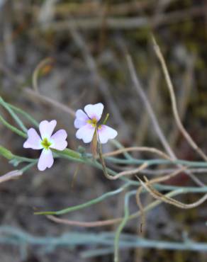 Fotografia 12 da espécie Malcolmia littorea no Jardim Botânico UTAD