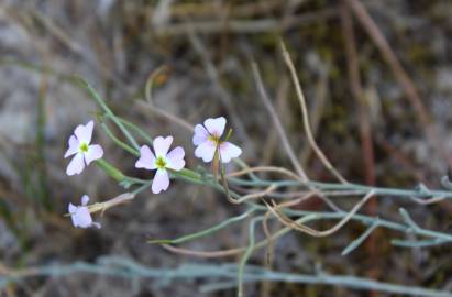 Fotografia da espécie Malcolmia littorea