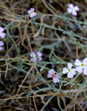 Fotografia 13 da espécie Malcolmia littorea no Jardim Botânico UTAD