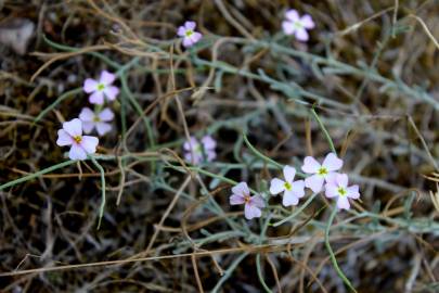 Fotografia da espécie Malcolmia littorea