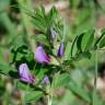 Fotografia 8 da espécie Vicia sativa subesp. sativa do Jardim Botânico UTAD