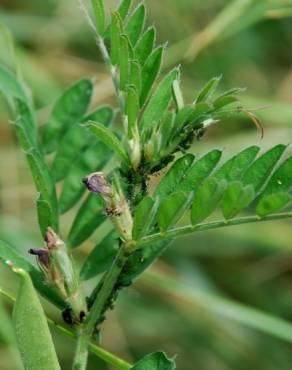 Fotografia 9 da espécie Vicia sativa subesp. sativa no Jardim Botânico UTAD