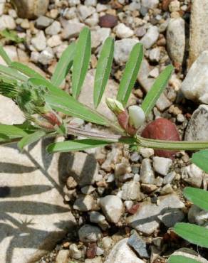 Fotografia 13 da espécie Vicia sativa subesp. sativa no Jardim Botânico UTAD