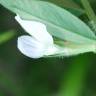 Fotografia 14 da espécie Vicia sativa subesp. sativa do Jardim Botânico UTAD