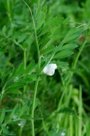 Fotografia da espécie Vicia sativa subesp. sativa