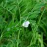 Fotografia 15 da espécie Vicia sativa subesp. sativa do Jardim Botânico UTAD