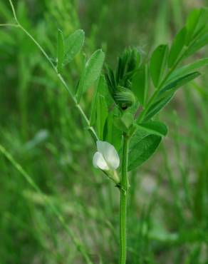 Fotografia 16 da espécie Vicia sativa subesp. sativa no Jardim Botânico UTAD