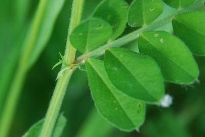 Fotografia da espécie Vicia sativa subesp. sativa