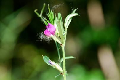 Fotografia da espécie Vicia sativa subesp. sativa