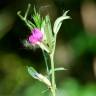 Fotografia 18 da espécie Vicia sativa subesp. sativa do Jardim Botânico UTAD
