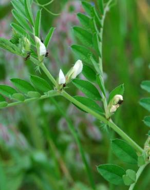 Fotografia 19 da espécie Vicia sativa subesp. sativa no Jardim Botânico UTAD