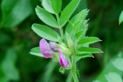 Fotografia da espécie Vicia sativa subesp. sativa