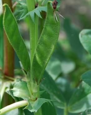 Fotografia 3 da espécie Vicia narbonensis no Jardim Botânico UTAD