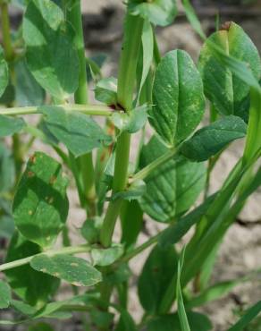 Fotografia 4 da espécie Vicia narbonensis no Jardim Botânico UTAD