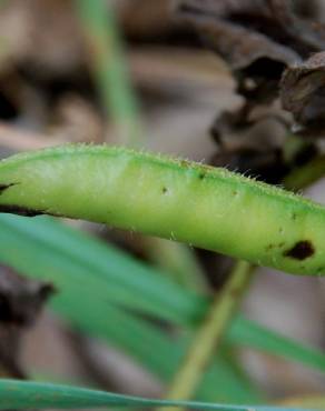 Fotografia 7 da espécie Vicia narbonensis no Jardim Botânico UTAD